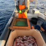 Est-ce que les poissons souffrent quand on les pêche ?