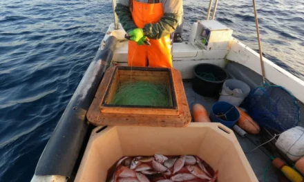 Est-ce que les poissons souffrent quand on les pêche ?