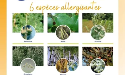 Pollens : une appli gratuite vous dit enfin où ils se trouvent près de chez vous