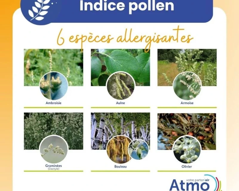 Pollens : une appli gratuite vous dit enfin où ils se trouvent près de chez vous
