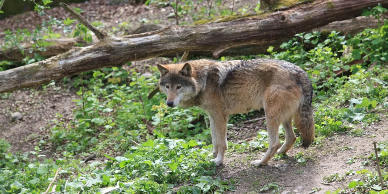 Loups : le gouvernement encadre les tirs pour protéger les troupeaux