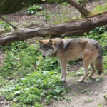 Loups : le gouvernement encadre les tirs pour protéger les troupeaux