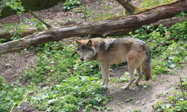 Loups : le gouvernement encadre les tirs pour protéger les troupeaux