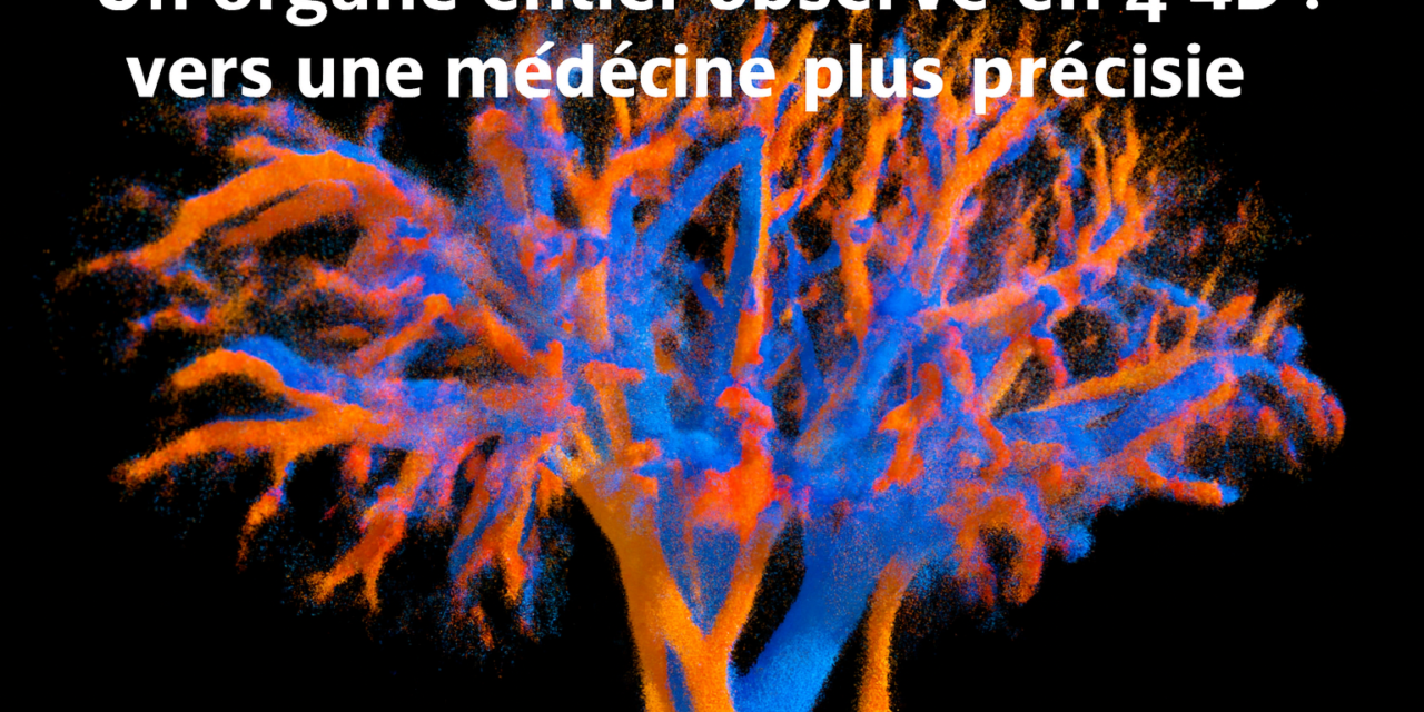 Un organe entier observé en 4D : vers une médecine plus précise