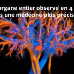 Un organe entier observé en 4D : vers une médecine plus précise