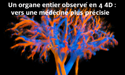 Un organe entier observé en 4D : vers une médecine plus précise