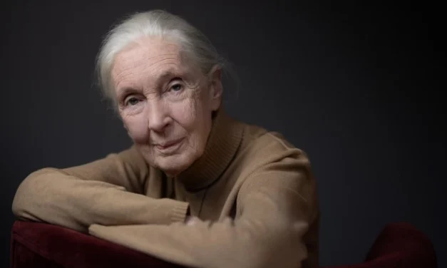 Jane Goodall est morte : France Télévisions lui rend hommage