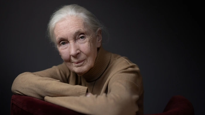Jane Goodall est morte : France Télévisions lui rend hommage