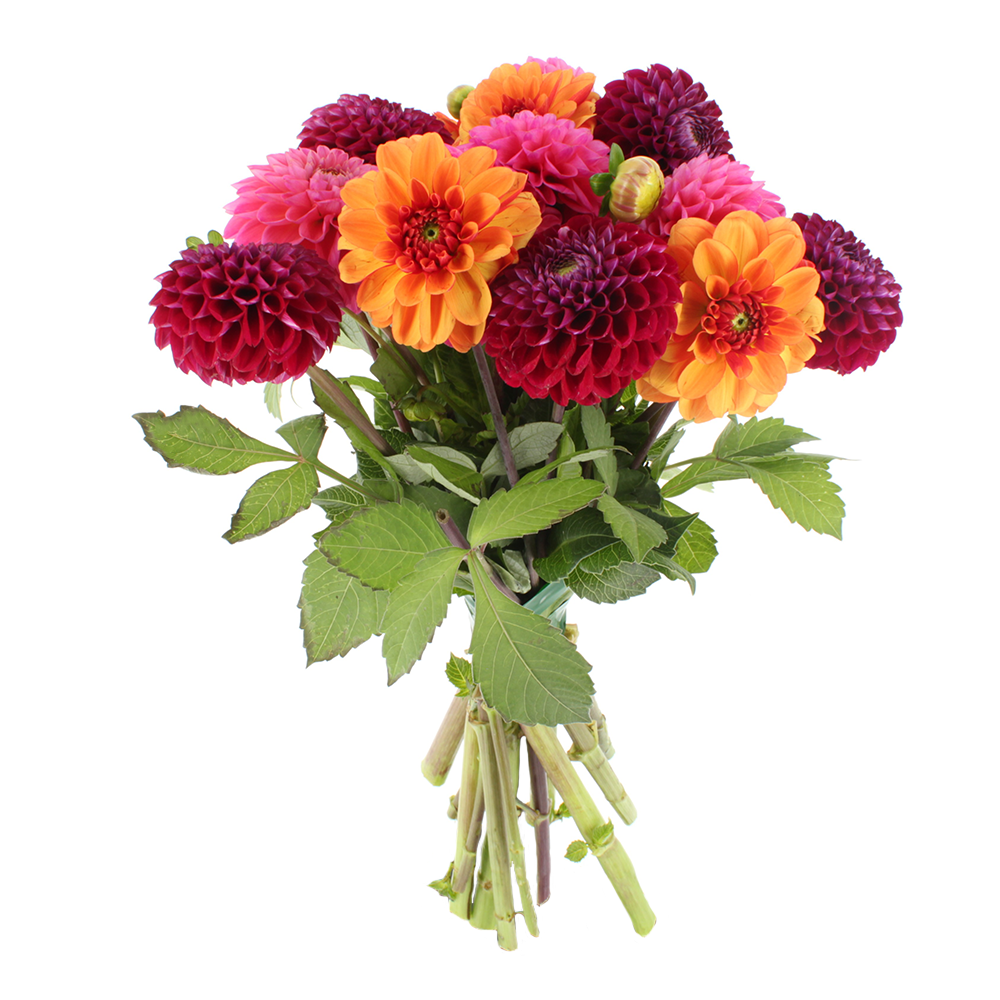 Bouquet de dahlias multicolores Florajet
