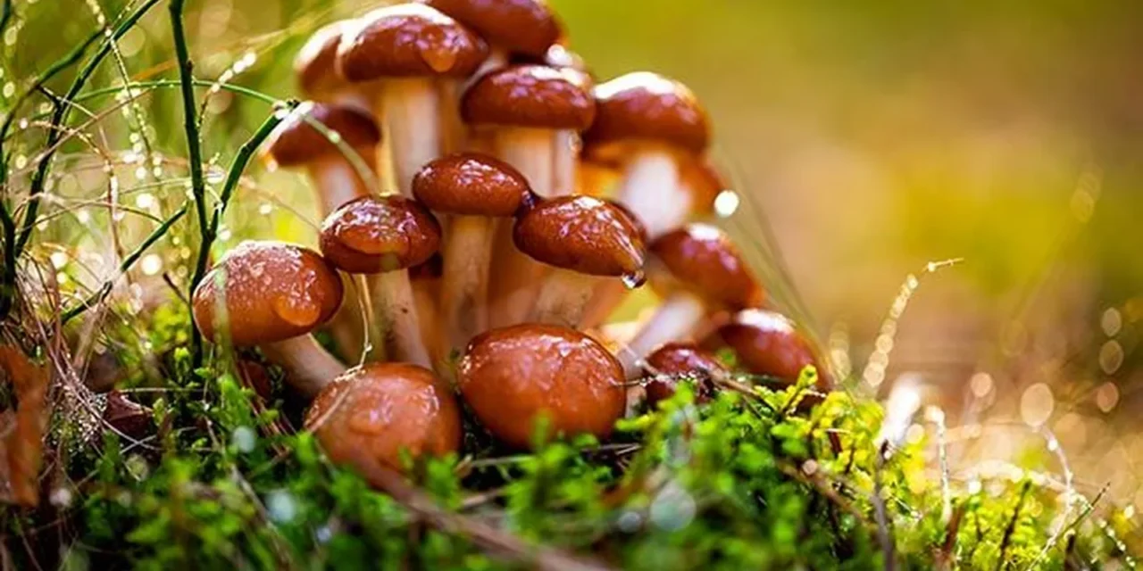 Les champignons vitaux des anti-grippe naturels